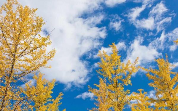 最是長憶君子交 (楊水河) 最是長憶君子交 (楊水河)