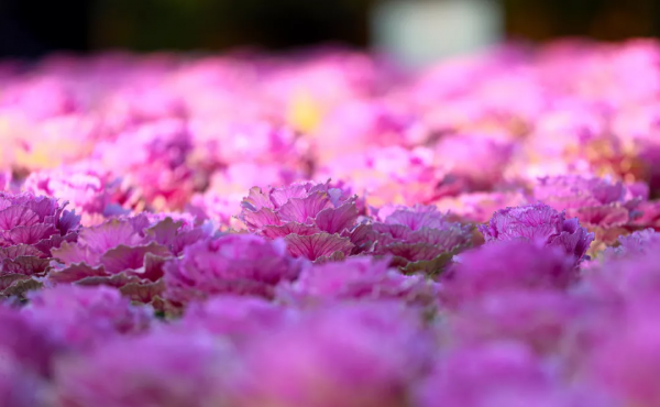 四季花海冬日賞花攻略出爐,茶梅、角堇、雛菊,邂逅浪漫美好 四季花海冬日賞花攻略出爐,茶梅、角堇、雛菊,邂逅浪漫美好