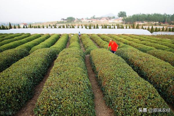 農村集體統一經營：三大理由