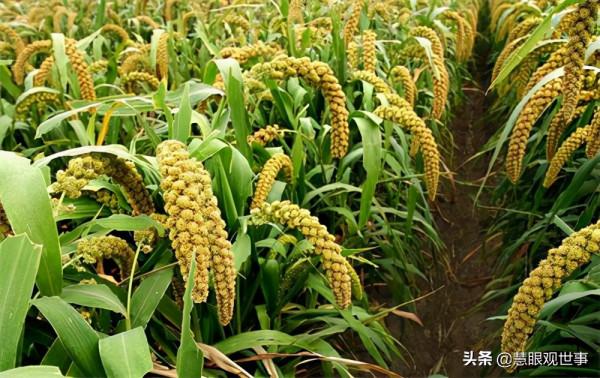 集體化時期人們大面積種植的作物:2、玉米 集體化時期人們大面積種植的作物:2、玉米