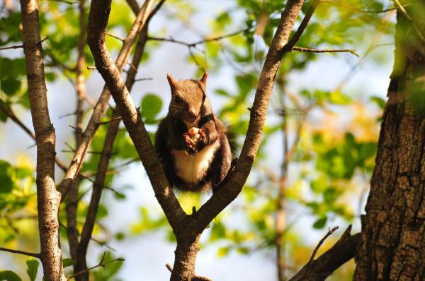 可可愛愛，萌松鼠正在等待拍攝