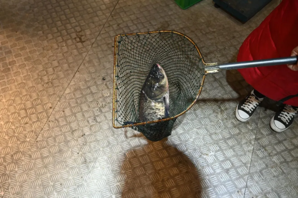 諾諾武漢站二週年小記——開二手夏朗遊東湖 諾諾武漢站二週年小記——開二手夏朗遊東湖