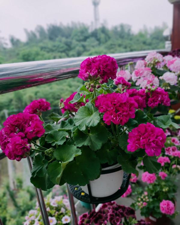 陽臺還有地方的，養盆&OpenCurlyDoubleQuote;重彩詩人&rdquo;吧，美麗又喜慶，四季有花開
