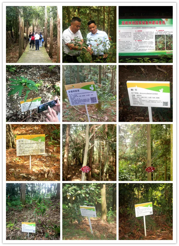 小記遊學高峰森林公園:研學路辨中草藥材,訪靈芝谷看林下經濟 小記遊學高峰森林公園:研學路辨中草藥材,訪靈芝谷看林下經濟