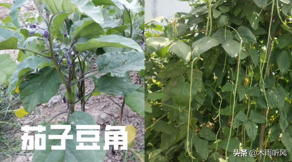 茄子不能和啥種在一起？看完就明白了