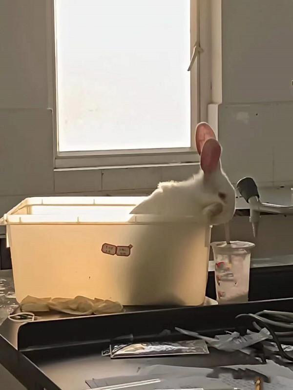 女孩回實驗室後，發現兔子竟然在嘬奶茶吸管：也太可愛了吧？