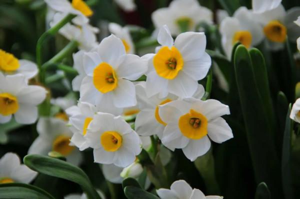 春節，來逛廣東花市嗎？丨花顏鳥語