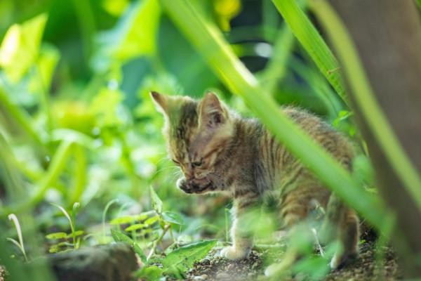 農村戶口與城市戶口的貓狗們的畜生