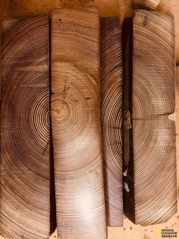 這些木材，揭示了幾百年前的氣候狀況