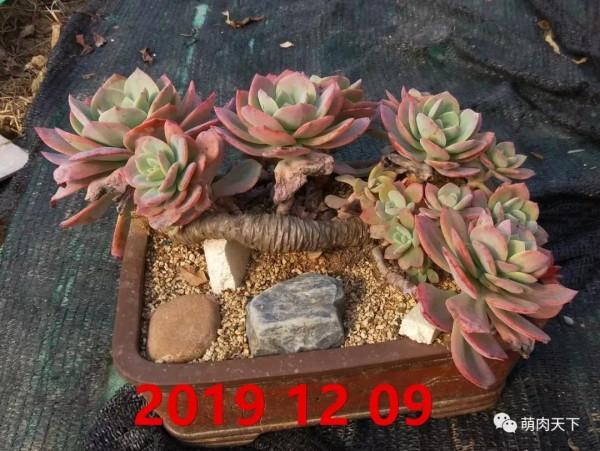 10年白鳳成長記錄