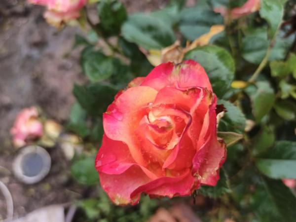 花花草草圖 花花草草圖