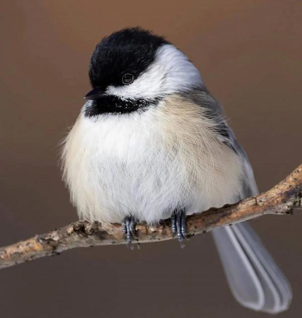 分享——最珍貴罕見的鳥