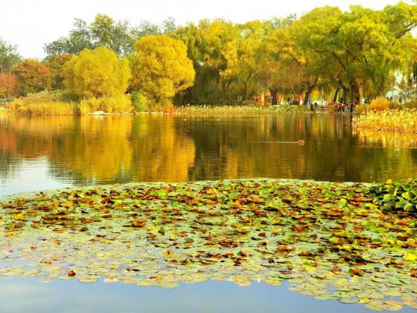 秋日玉淵潭 秋日玉淵潭