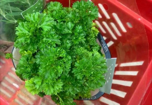 6種香草盆栽，掐個葉子就能吃，味道清香四溢