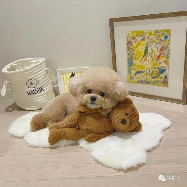 主人回家看到狗子正抱著玩具熊睡覺覺，那畫面……萌哭了