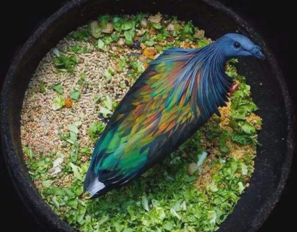 羽毛最漂亮的鴿子，和冠羽最漂亮的鴿子，你更喜歡誰？