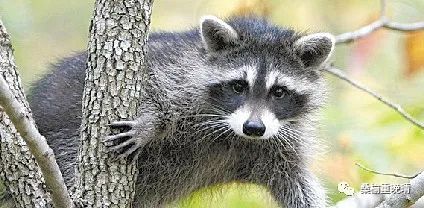 小黑狩獵的故事 小黑狩獵的故事