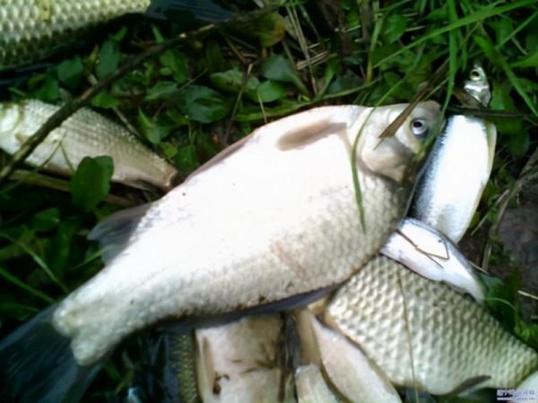 妙湖山怪釣之謎