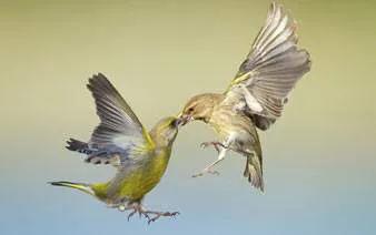 62對愛情鳥大比拼欣賞