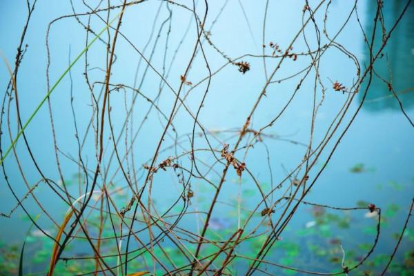 10首經典詠物詩詞，一首一個千古名句，最愛蘇軾和陸游的