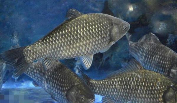 為什麼浮漂總是微微上頂再下頓,而不是直接頓?原因根本不在調釣 為什麼浮漂總是微微上頂再下頓,而不是直接頓?原因根本不在調釣