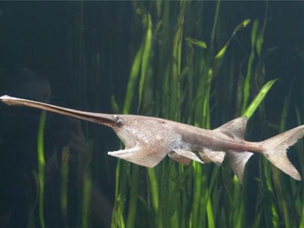 不要因為釣魚而被警察帶去“喝茶”!中國十大名貴保護魚種大盤點 不要因為釣魚而被警察帶去“喝茶”!中國十大名貴保護魚種大盤點