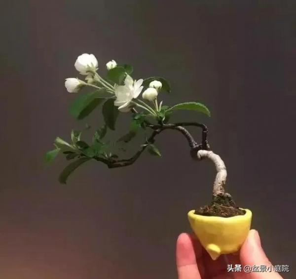 老枝扦插迅速獲取成品盆景的秘密