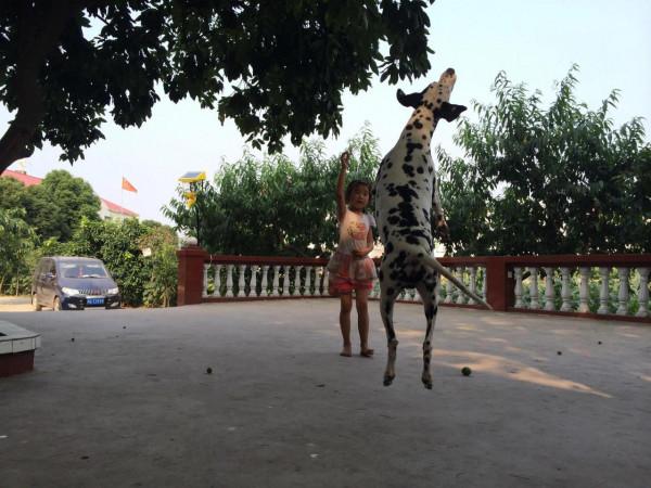 我作為一個非常愛狗的人,為什麼再也不養狗了 我作為一個非常愛狗的人,為什麼再也不養狗了