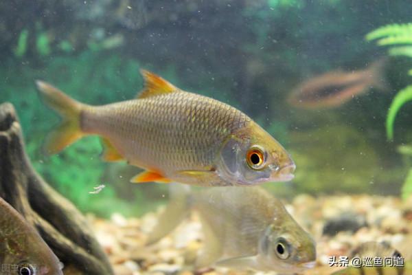 野釣輕口鯽魚只要掌握這幾點、冬天再也不擔心釣不到魚挨老婆罵