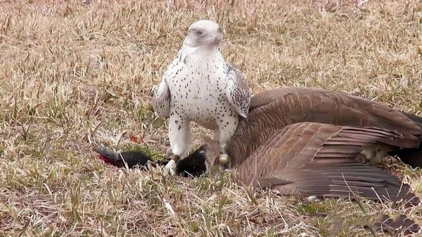 萬鷹之神——海東青 萬鷹之神——海東青
