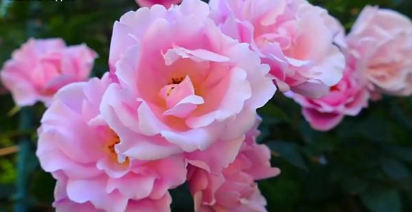 你不瞭解的薔薇花：代表愛的思念！具有詩人般的氣質