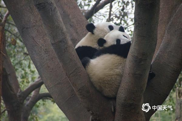 寒冷速凍天 小動物取暖萌態百出 寒冷速凍天 小動物取暖萌態百出