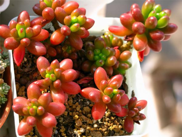 多肉植物：出彩的景天科多肉，便宜好養，還不怕夏天哦