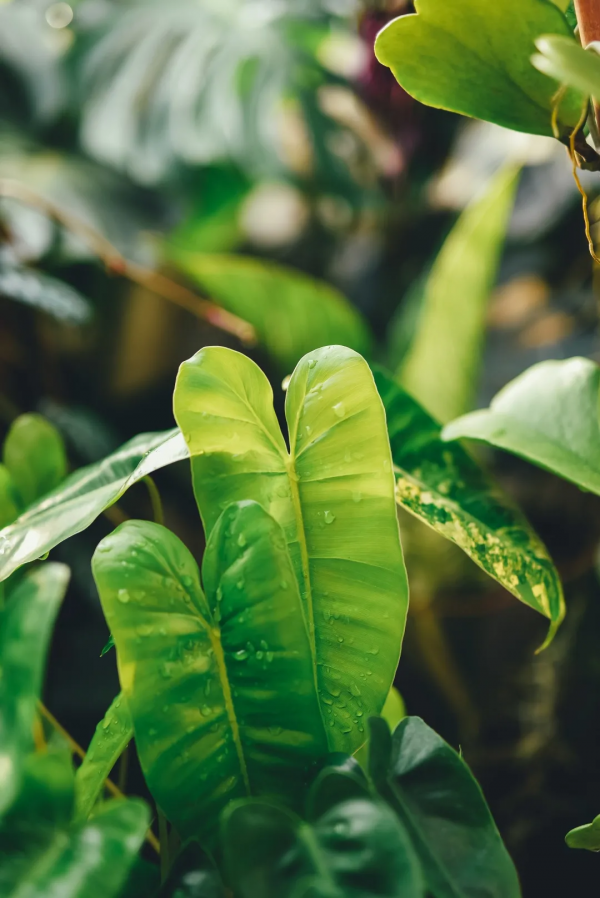 沒有花園怎麼種花？從東北到廣東，4位大神在室內種出植物園