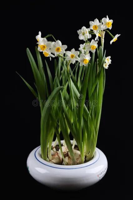 水仙花 大全 請欣賞 美極了