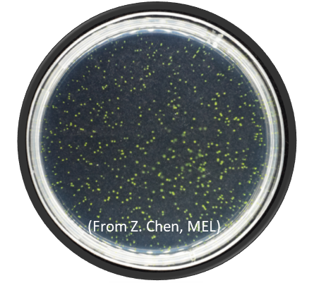 打破固有認知！廈大團隊耗時四年揭示原綠球藻的進化奧秘