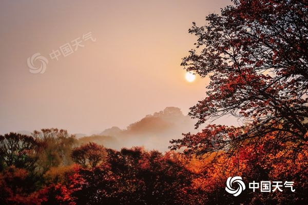 內蒙古烏旦塔拉:“楓”光無限好 賞“葉”正當時 內蒙古烏旦塔拉:“楓”光無限好 賞“葉”正當時