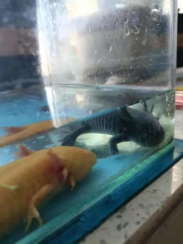 蠑螈的再生能力