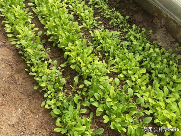 最近葉菜太貴了,那就在家裡種吧,掌握這些方法,葉菜多得吃不完 最近葉菜太貴了,那就在家裡種吧,掌握這些方法,葉菜多得吃不完