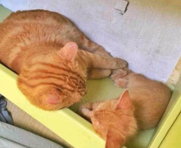 小貓從海里被撈起，全身發抖卻不忘感謝“船長”，結局令人羨慕