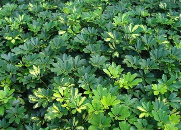 100種常見植物圖鑑,出門識花不再難,適合給小孩子做科普範文 100種常見植物圖鑑,出門識花不再難,適合給小孩子做科普範文