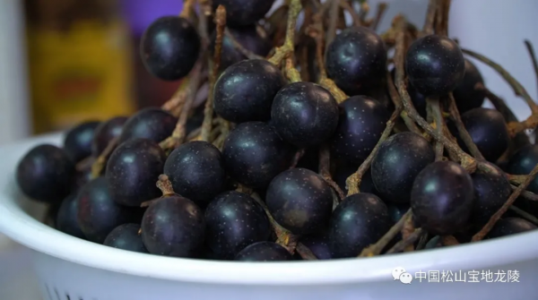 龍陵人的秋天，絕對少不了一碗酸甜可口的山李子