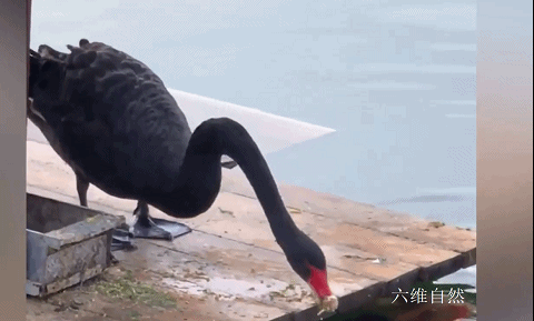 山東一隻黑天鵝銜著飼料,不斷地投餵湖裡的錦鯉,網友:飛鳥與魚 山東一隻黑天鵝銜著飼料,不斷地投餵湖裡的錦鯉,網友:飛鳥與魚