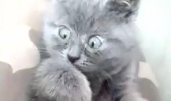 天生自帶表情包的貓貓 表情誇張每張都能成為迷惑圖 天生自帶表情包的貓貓 表情誇張每張都能成為迷惑圖