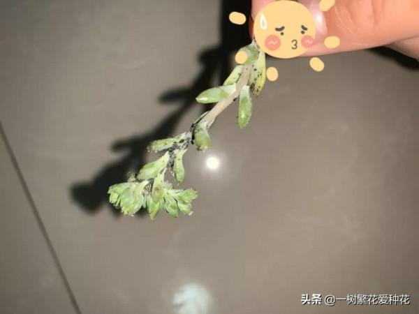 多肉常見問題：化水、黑腐、病蟲害，大家發圖，我來診斷和治療