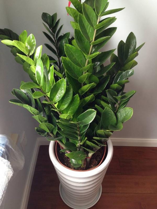 5種“旱鴨子”花，容易被澆死，越不搭理長得越好，勤快人養不好