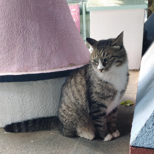 小廢貓要鹹魚翻身了咩? 小廢貓要鹹魚翻身了咩?