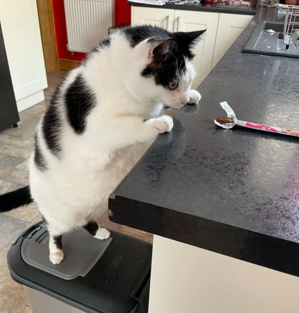 營養不良的貓，憑本事把自己喂成“豬”