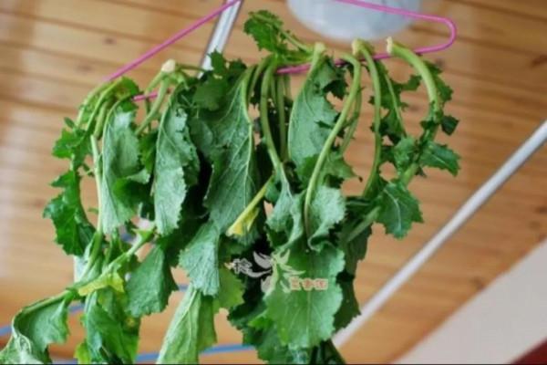 陝西禮泉鄉土作家邢憲鵬散文《熗菜》