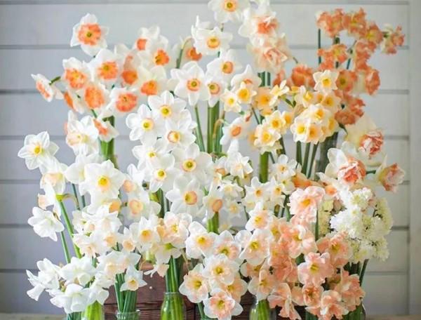 冬天適合養的花和植物有哪些？即使是嚴寒也抵擋不住養花的熱情